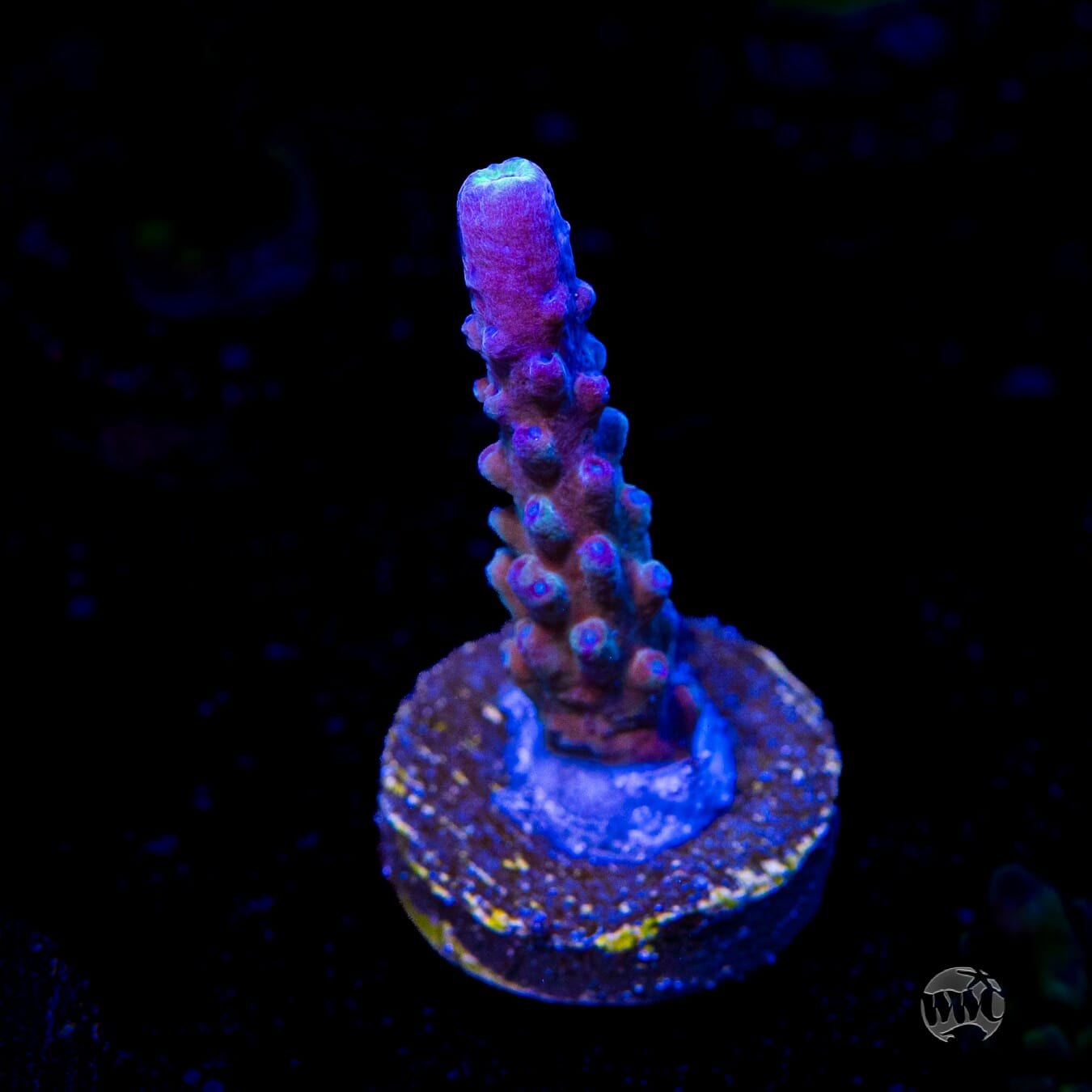 WWC Yellow Tips Austera Acropora