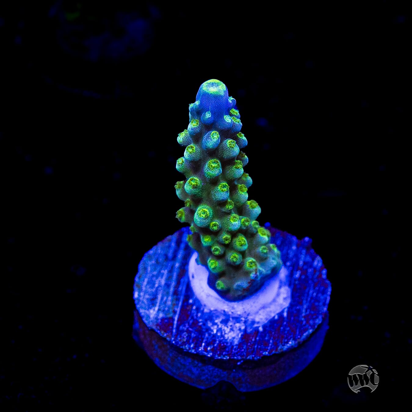 Paletta Tricolor Acropora