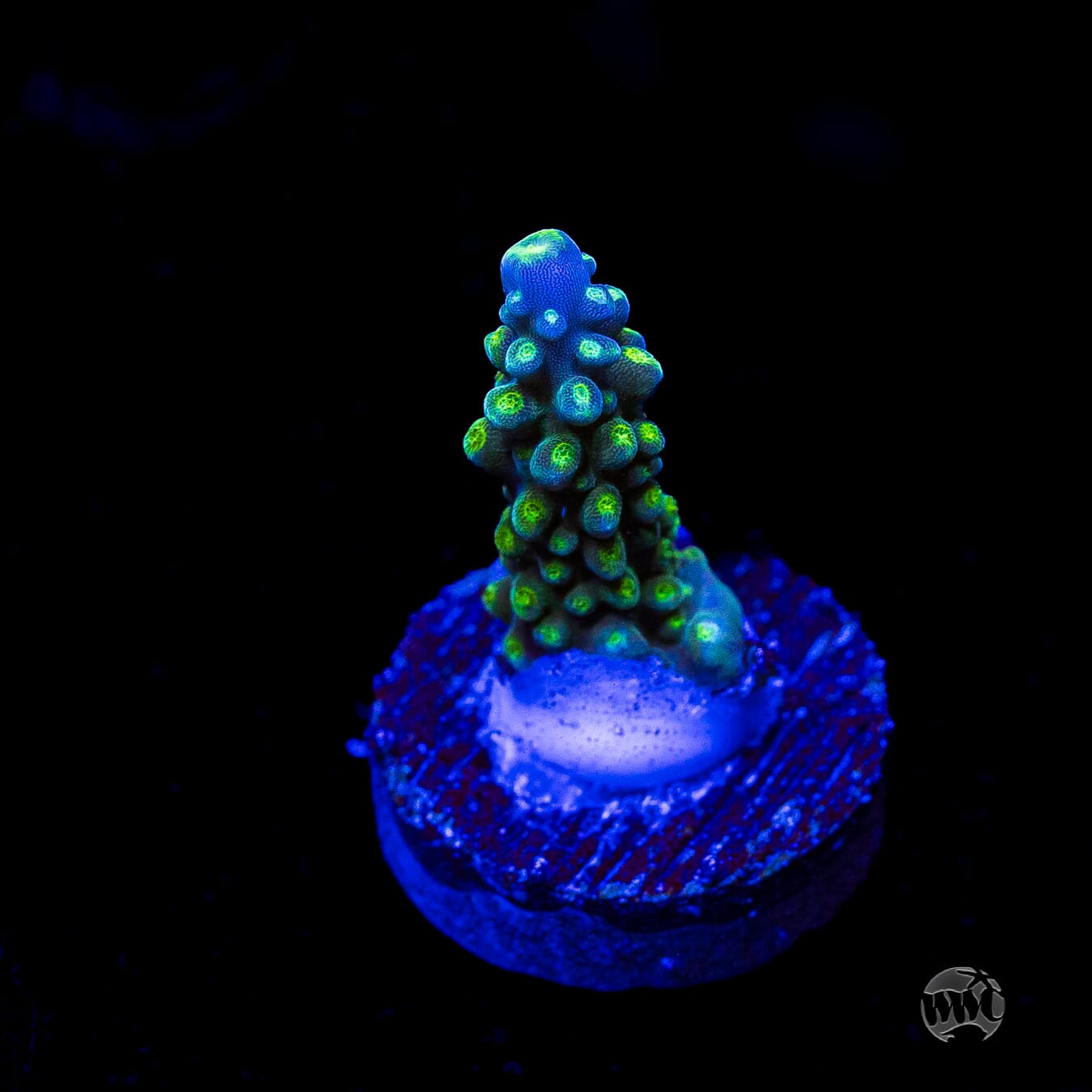Paletta Tricolor Acropora
