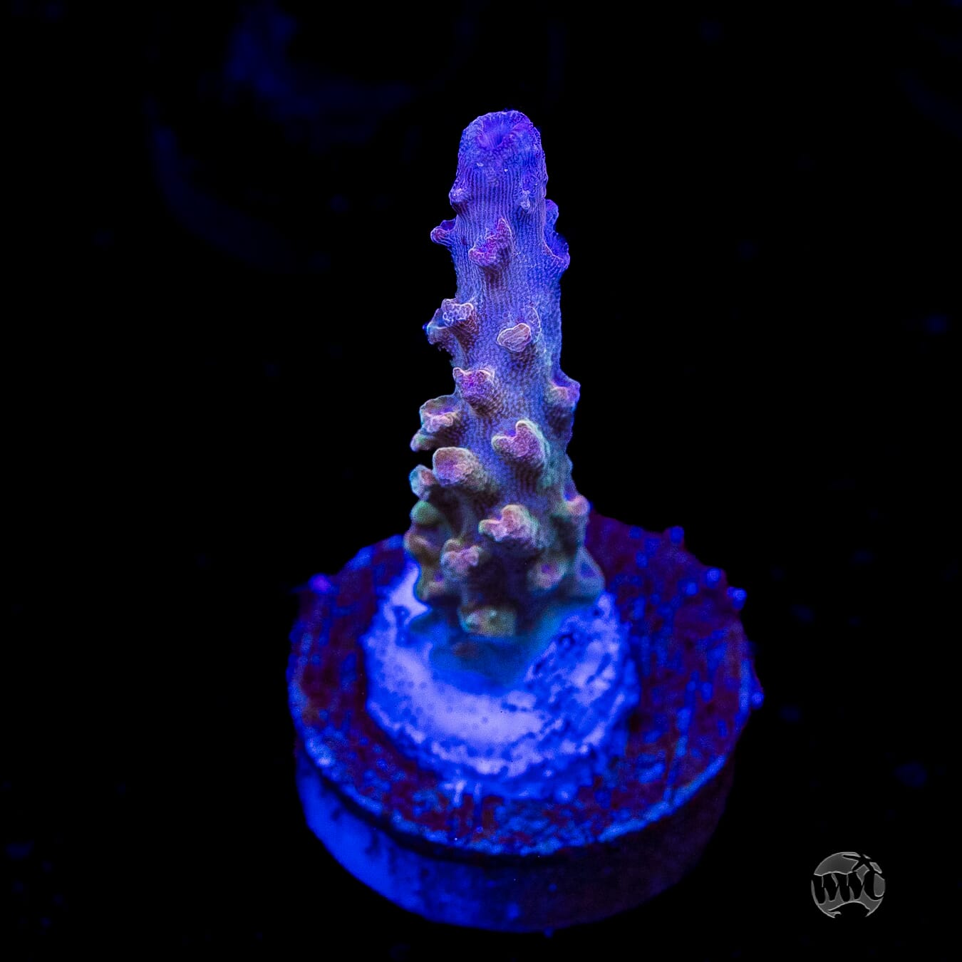 WWC Joe Dirte Acropora