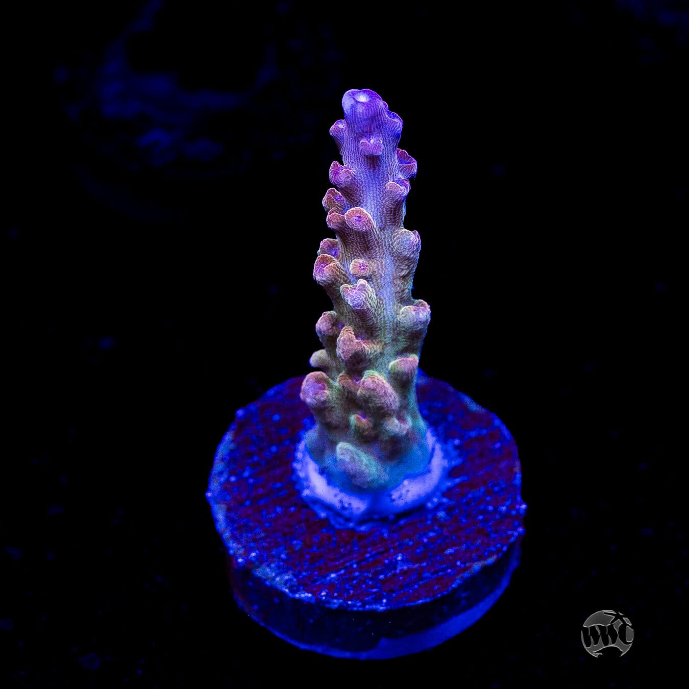 WWC Joe Dirte Acropora