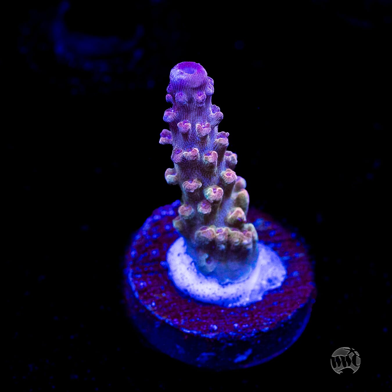 WWC Joe Dirte Acropora