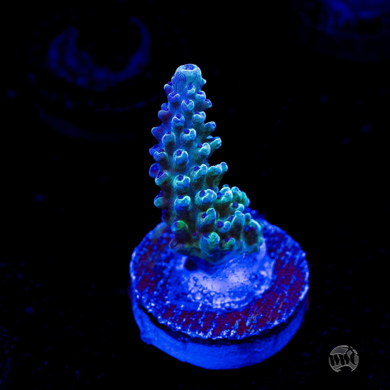 Gonzo Blueberry Diesel Acropora