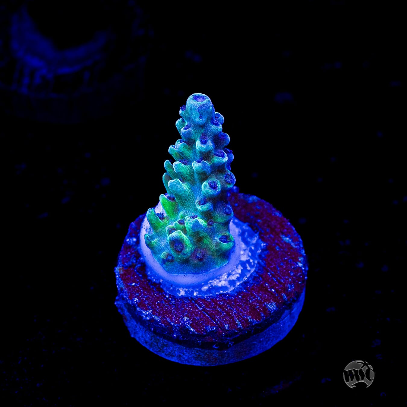 Gonzo Blueberry Diesel Acropora