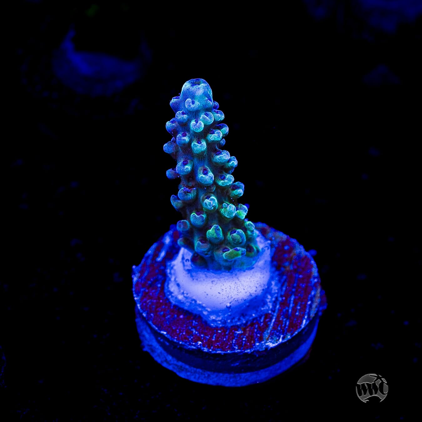 Gonzo Blueberry Diesel Acropora