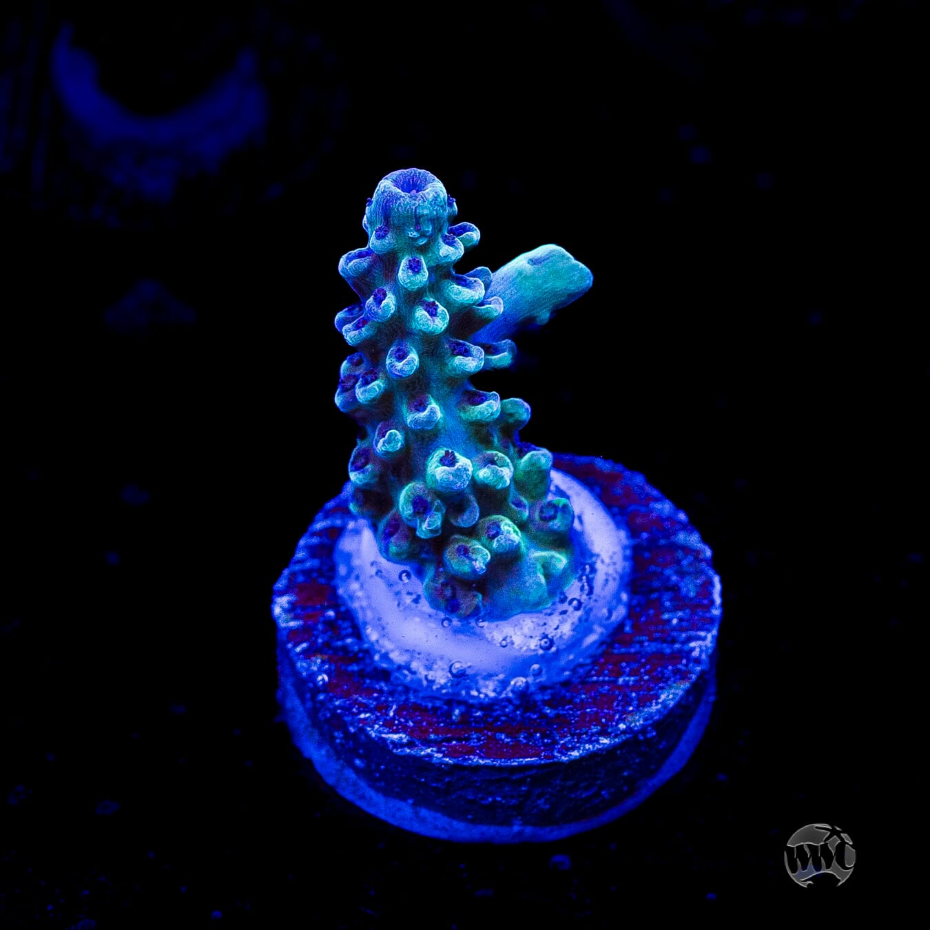 Gonzo Blueberry Diesel Acropora