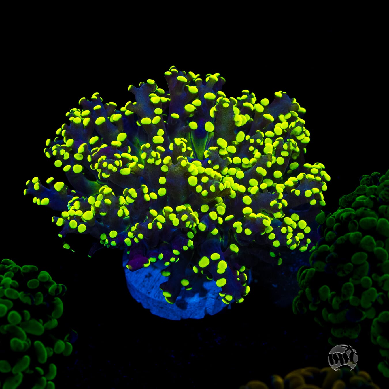 Glowbug Branching Frogspawn