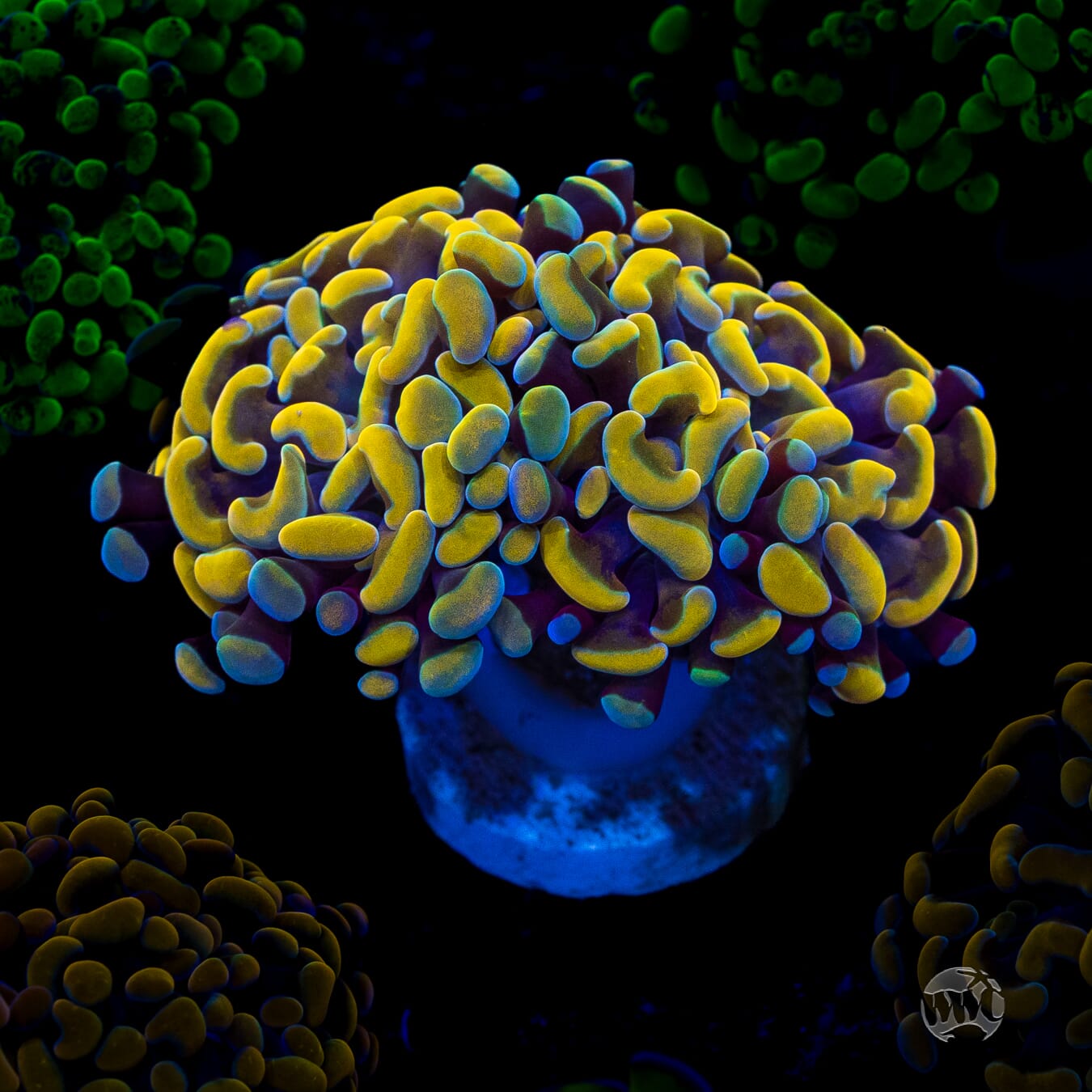 WWC Rainbow Branching Hammer