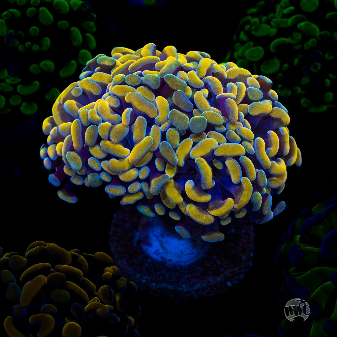 WWC Rainbow Branching Hammer