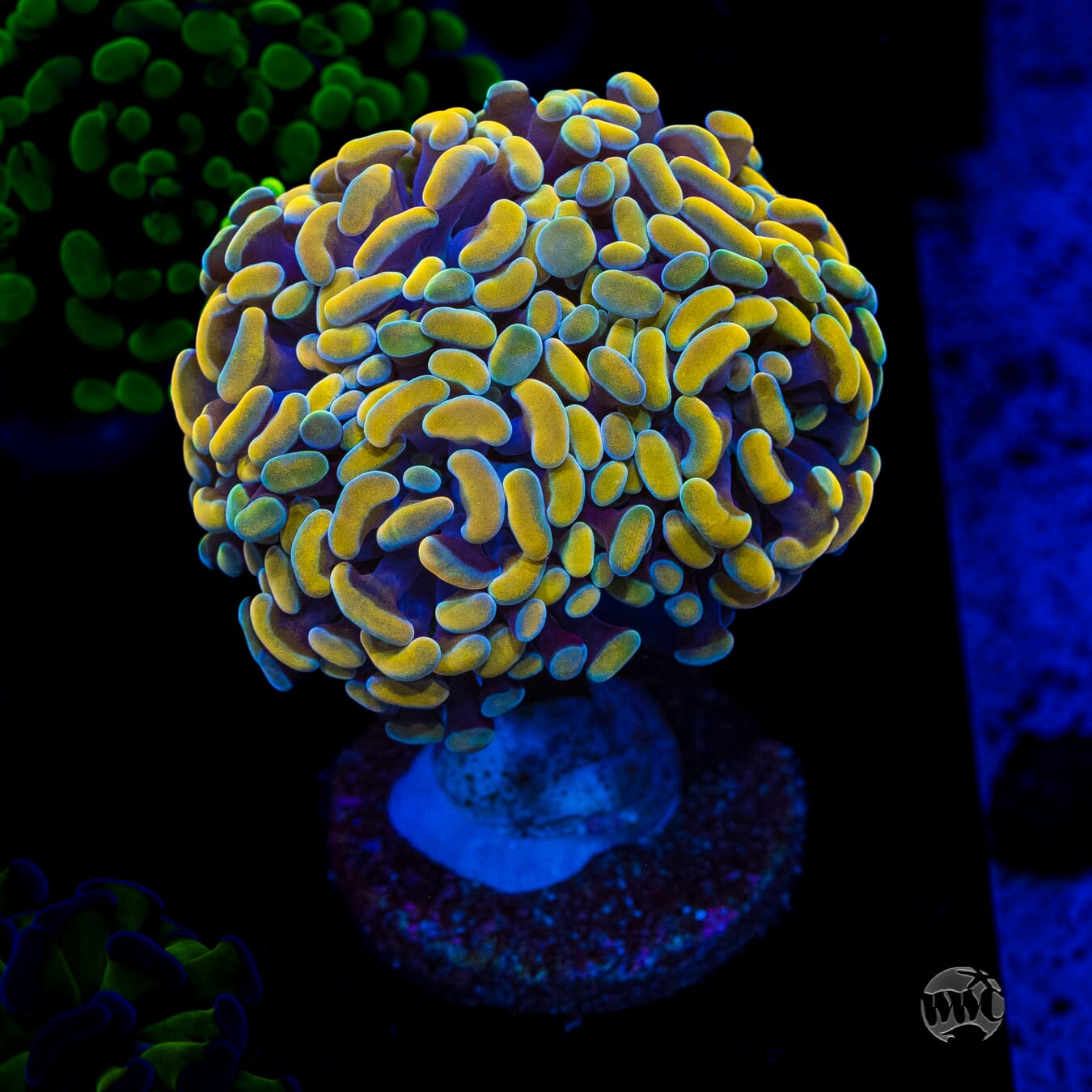 WWC Rainbow Branching Hammer