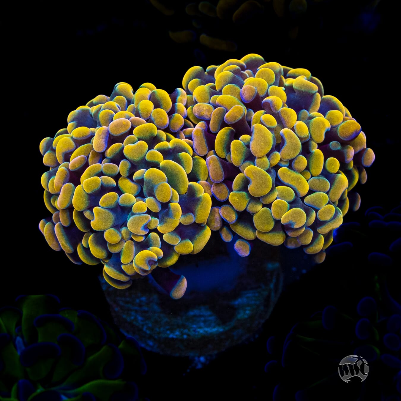 WWC Rainbow Branching Hammer