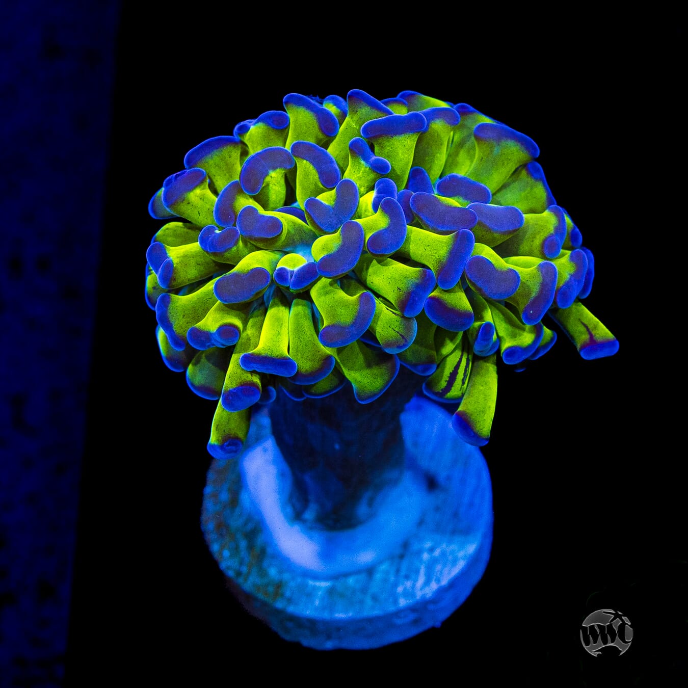 Bicolor Branching Hammer