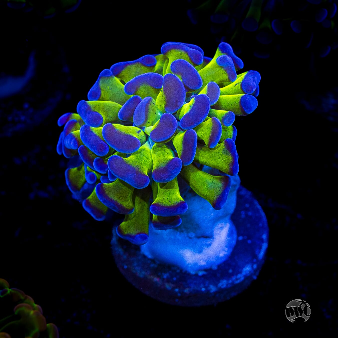 Bicolor Branching Hammer
