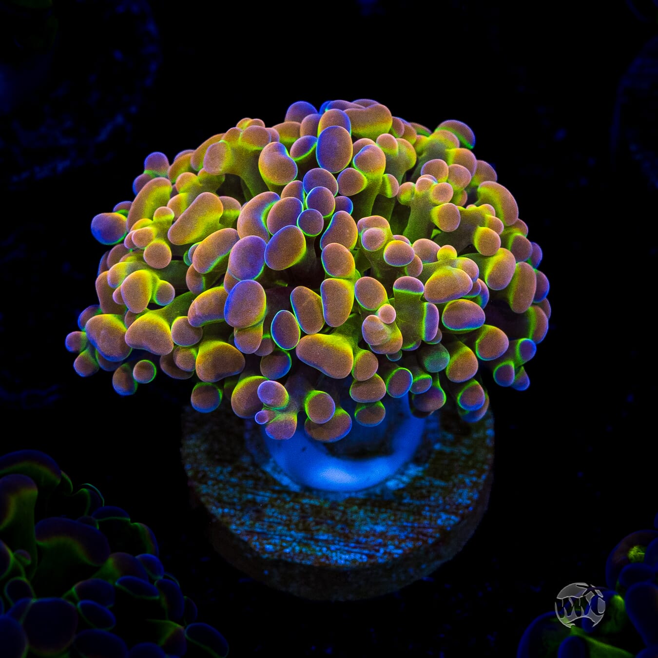 Holy Grail Branching Hammer