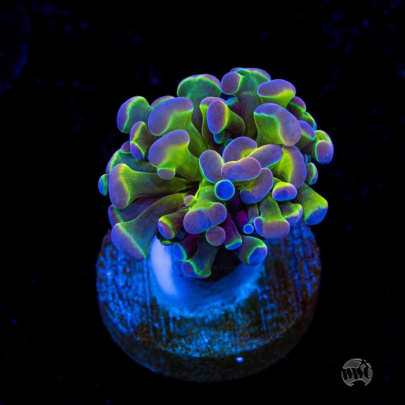 Hologram Branching Hammer