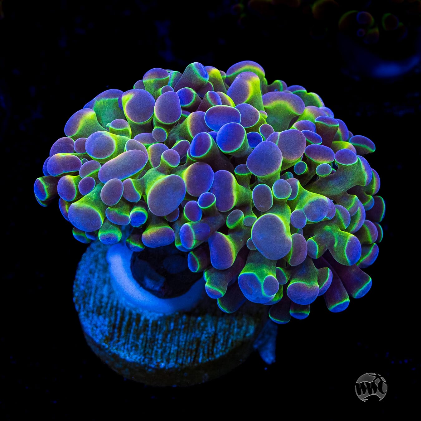 Hologram Branching Hammer