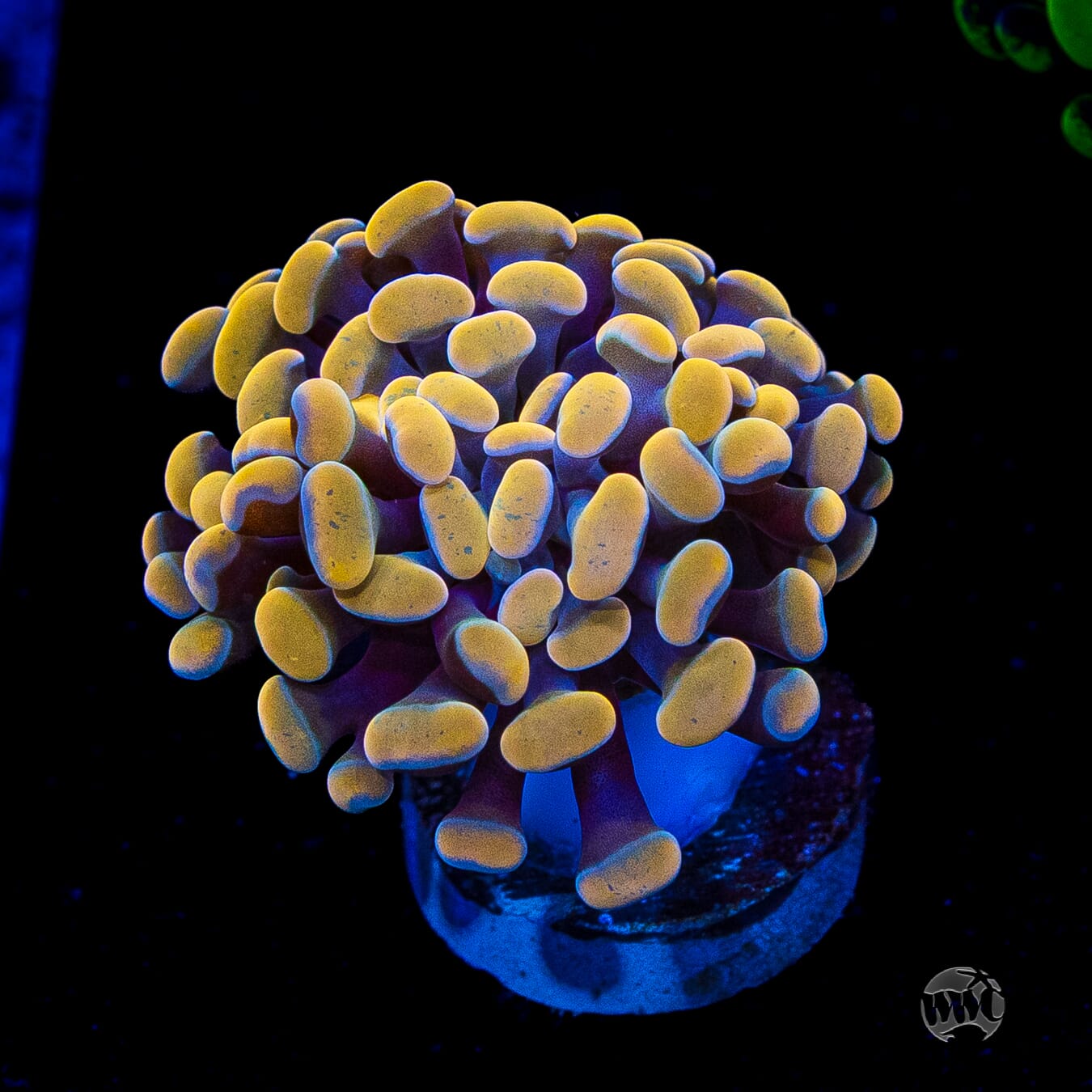 Gold Branching Hammer