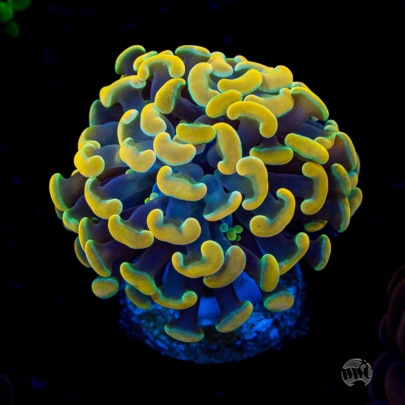 Rainbow Gold Branching Hammer