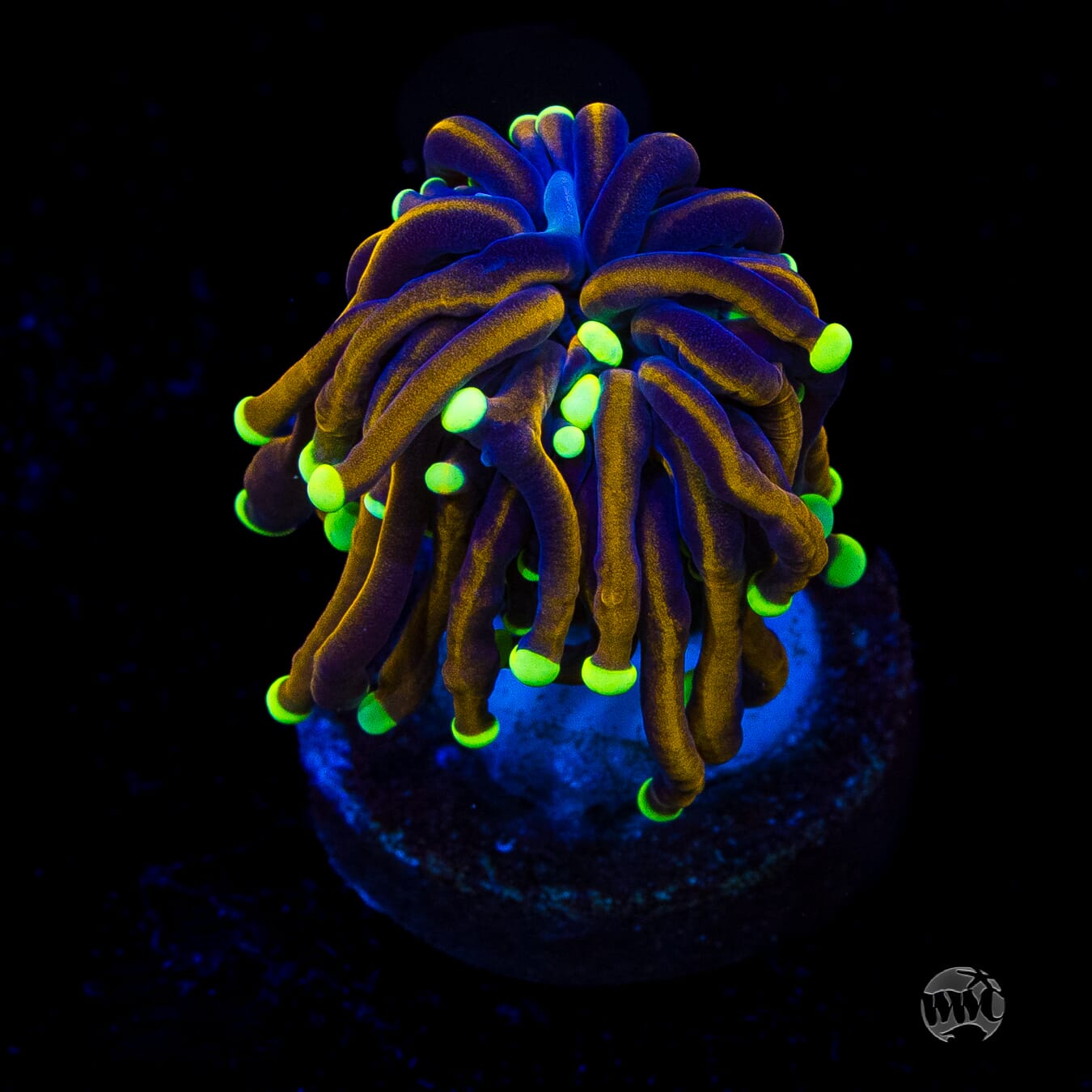 Night Vision Torch