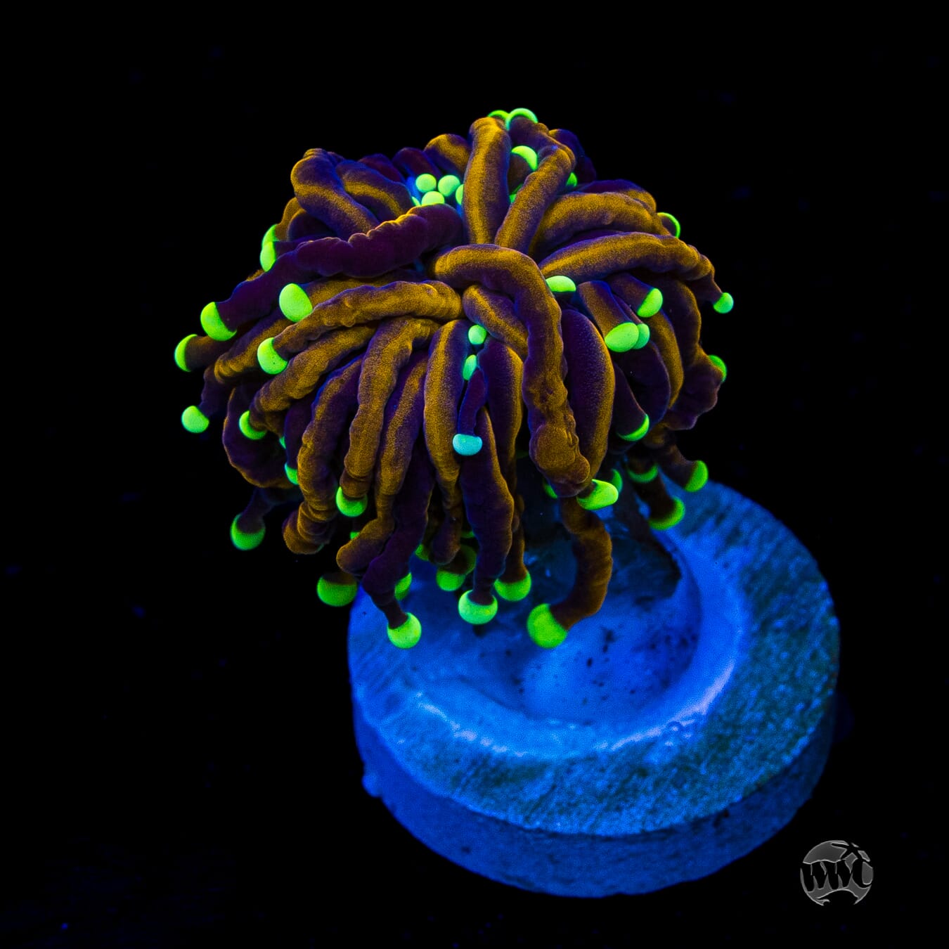 Night Vision Torch