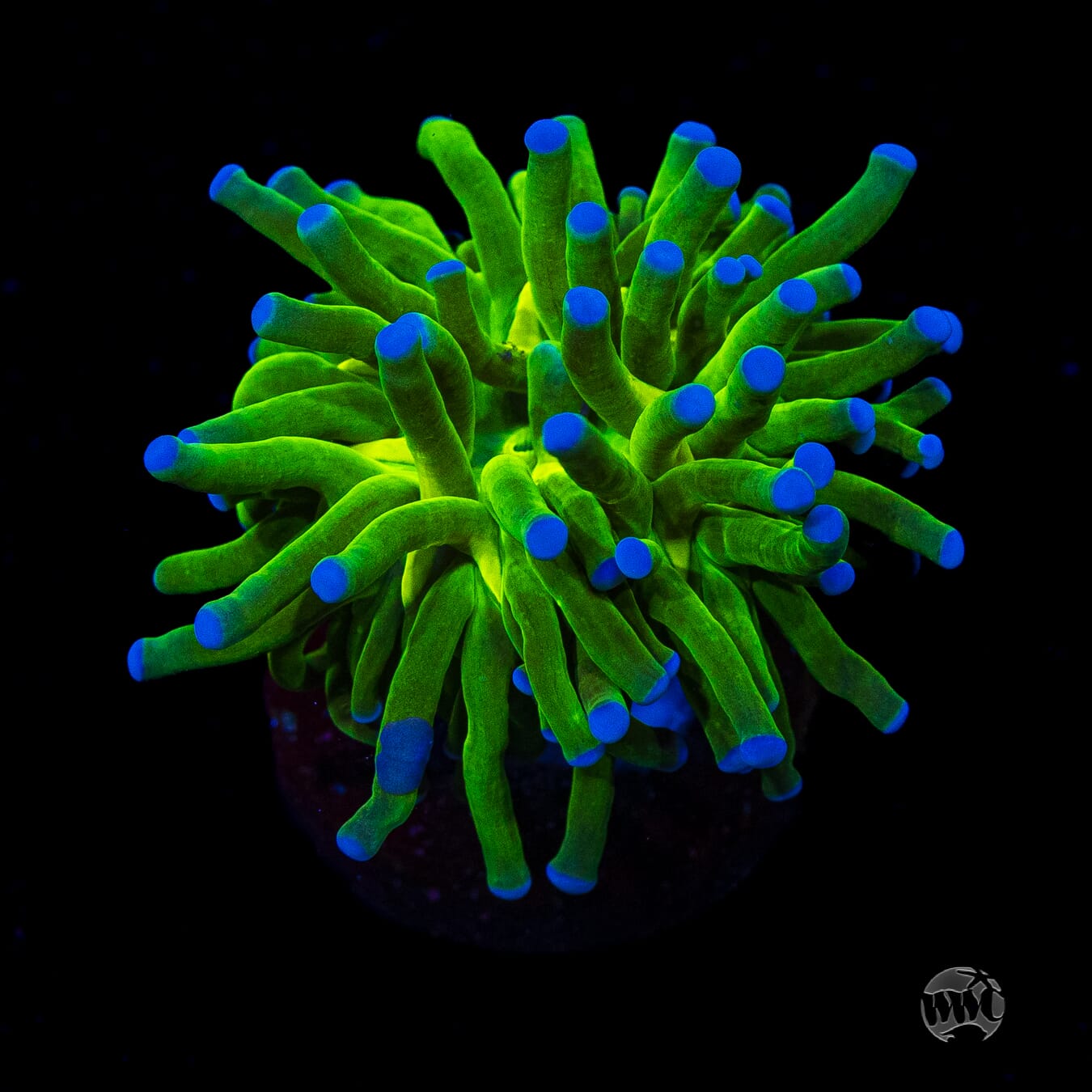 Blue Tipped Torch