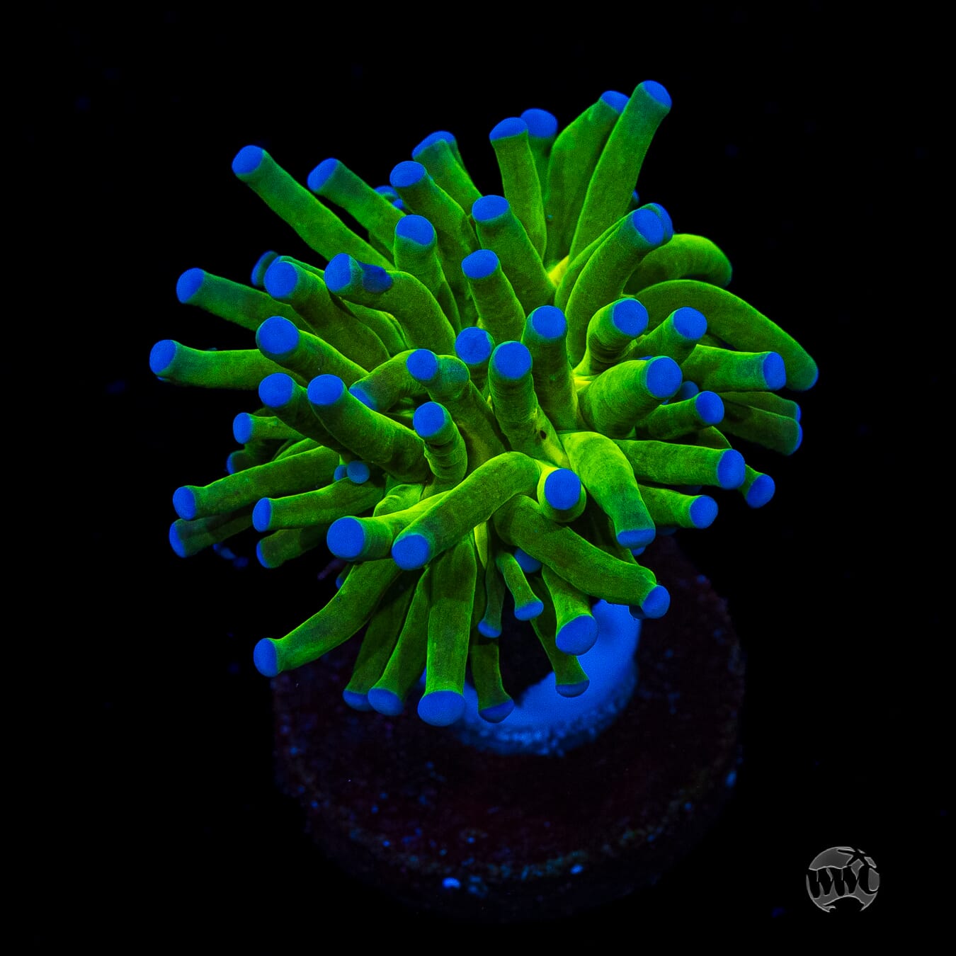 Blue Tipped Torch