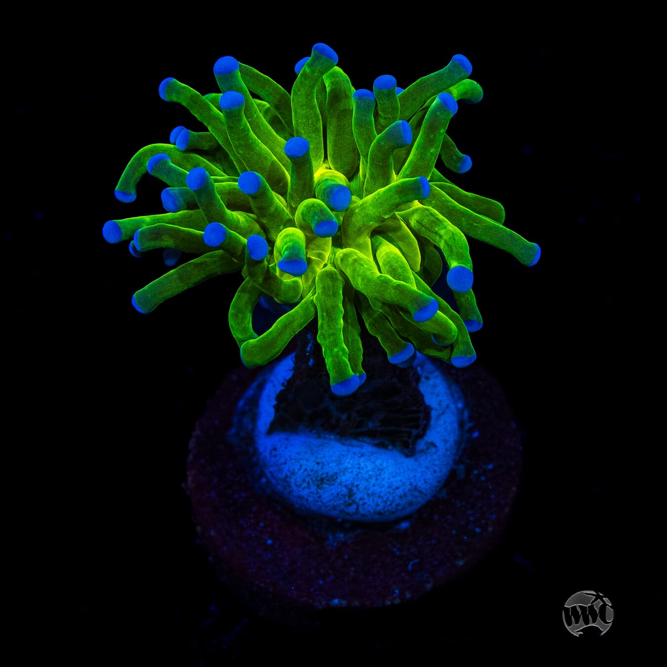 Blue Tipped Torch