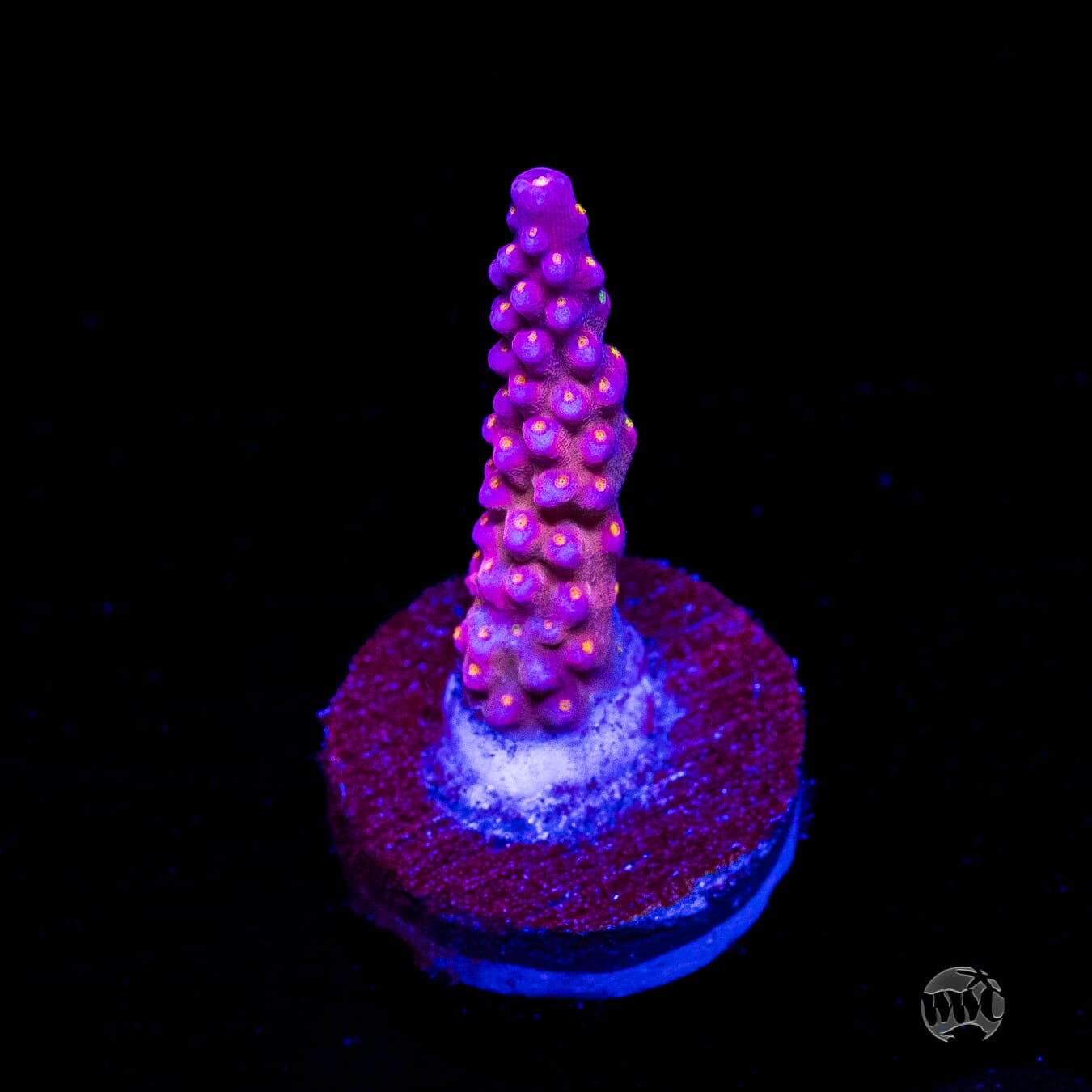 WWC All Star Acropora