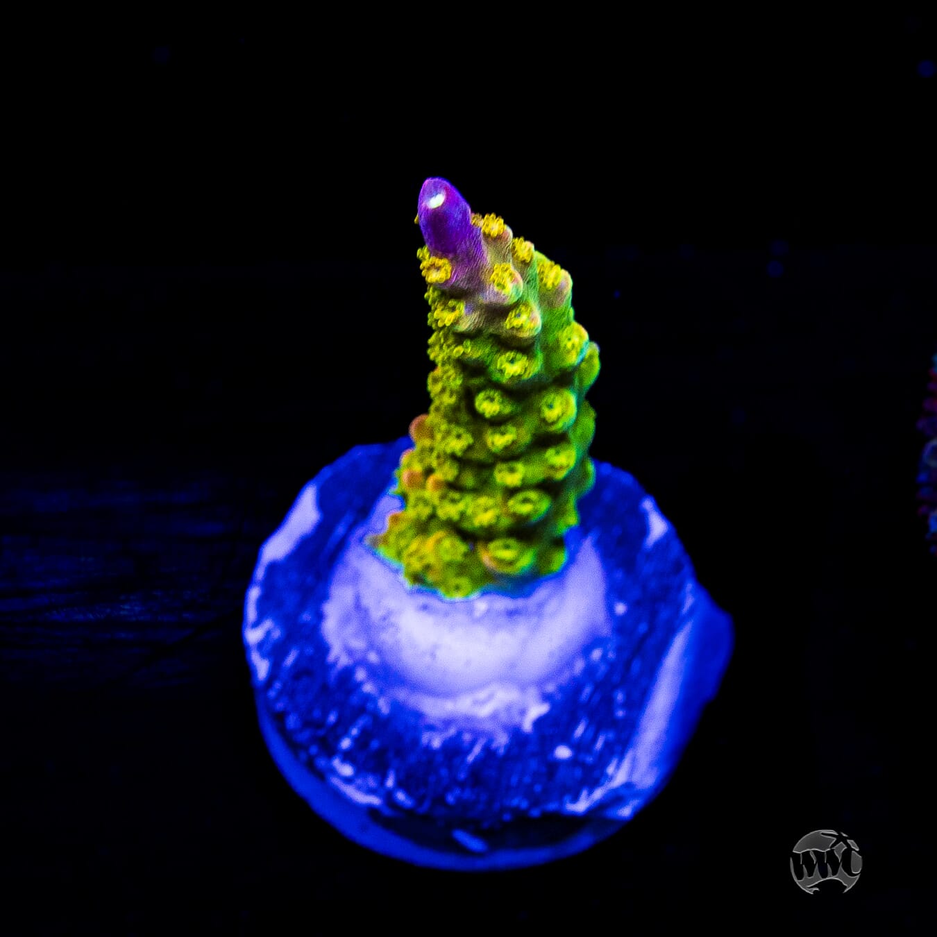 Paletta Pink Tip Acropora