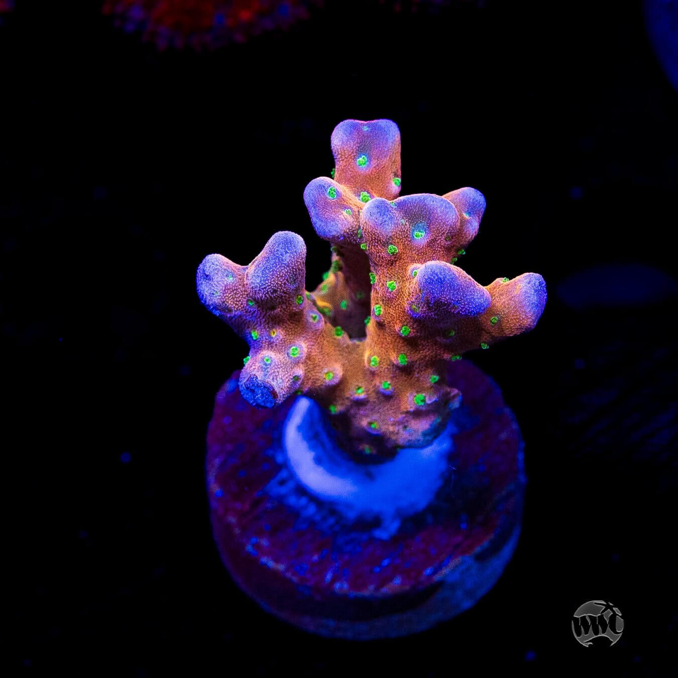 RR Tropicana Anacropora