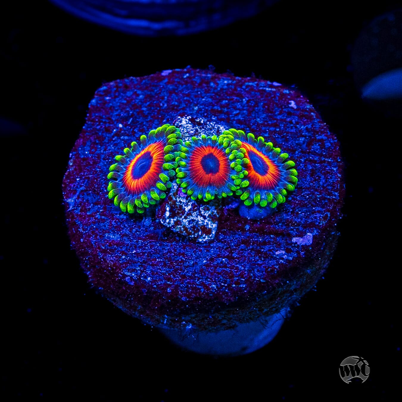 Whammin Watermelon Zoanthids