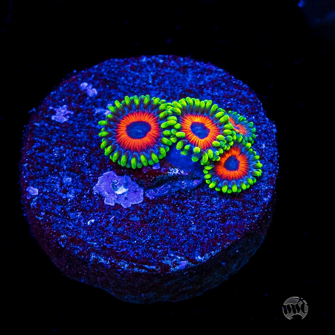 Whammin Watermelon Zoanthids