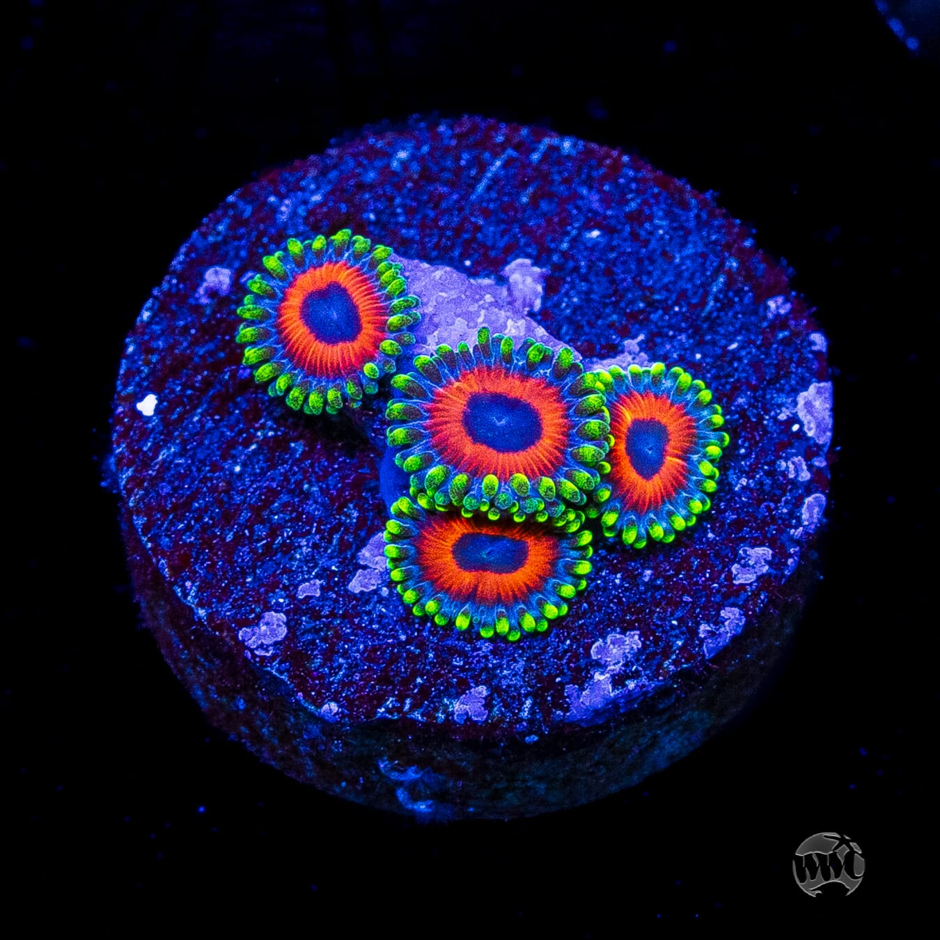 Whammin Watermelon Zoanthids