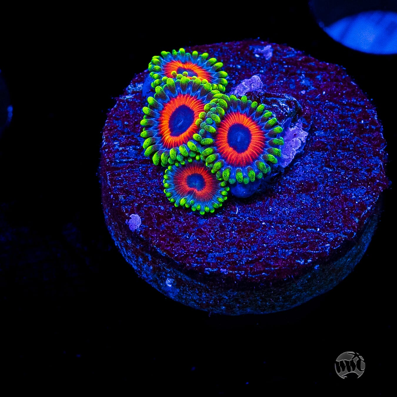 Whammin Watermelon Zoanthids