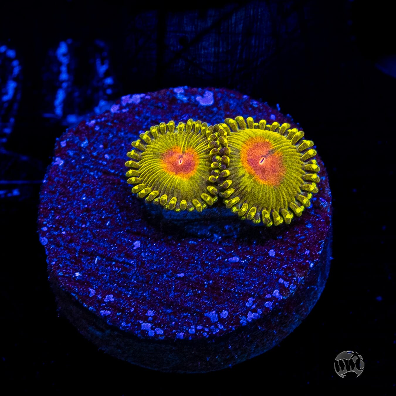 WWC Golden Gods Zoanthids