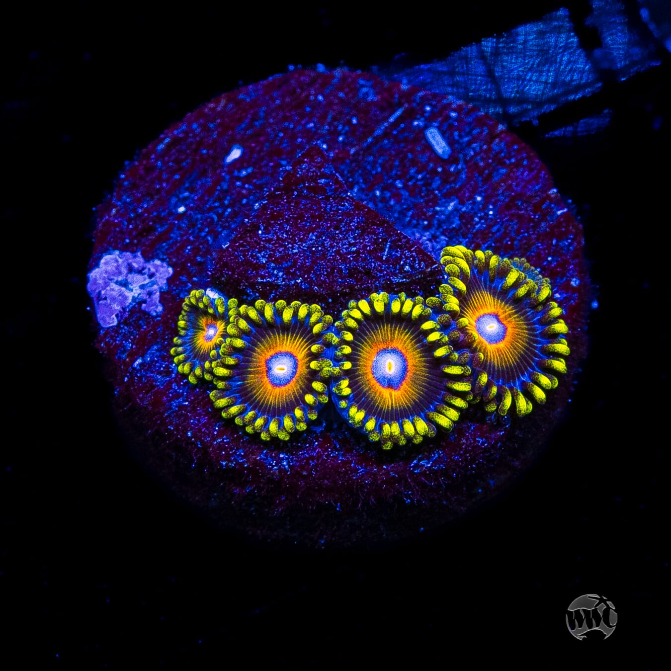 Super Saiyan Zoanthids