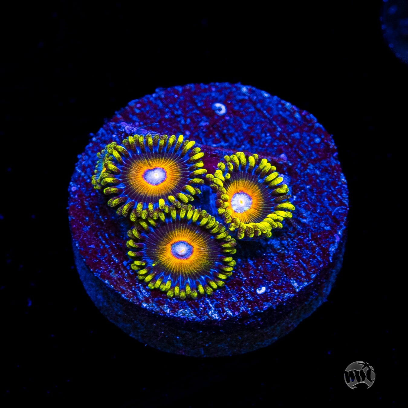 Super Saiyan Zoanthids