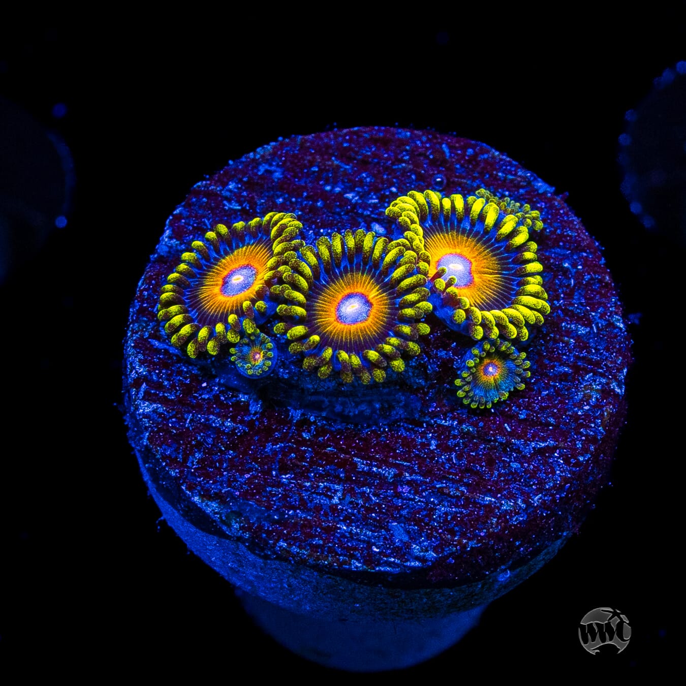 Super Saiyan Zoanthids