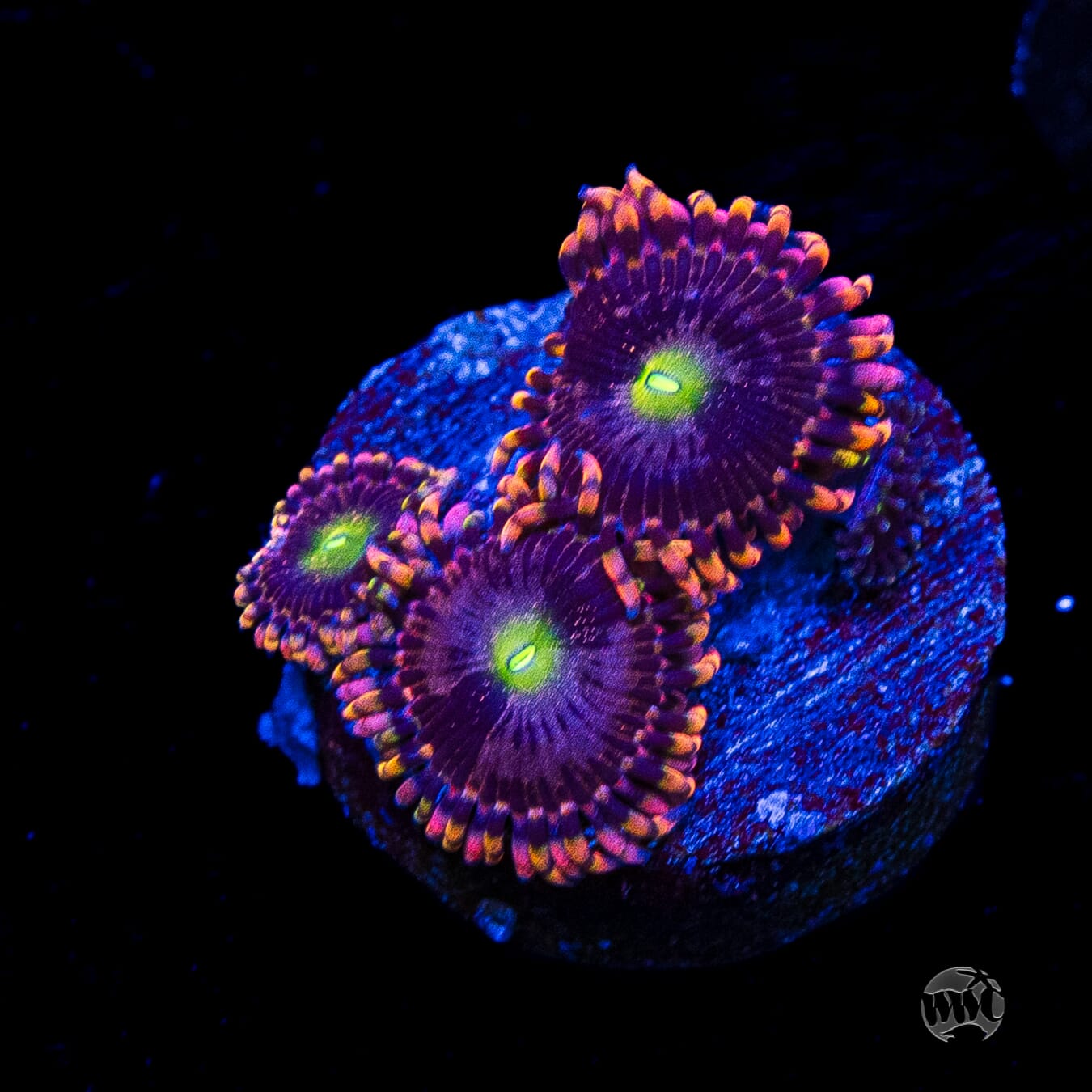 Anti Matter Zoanthids