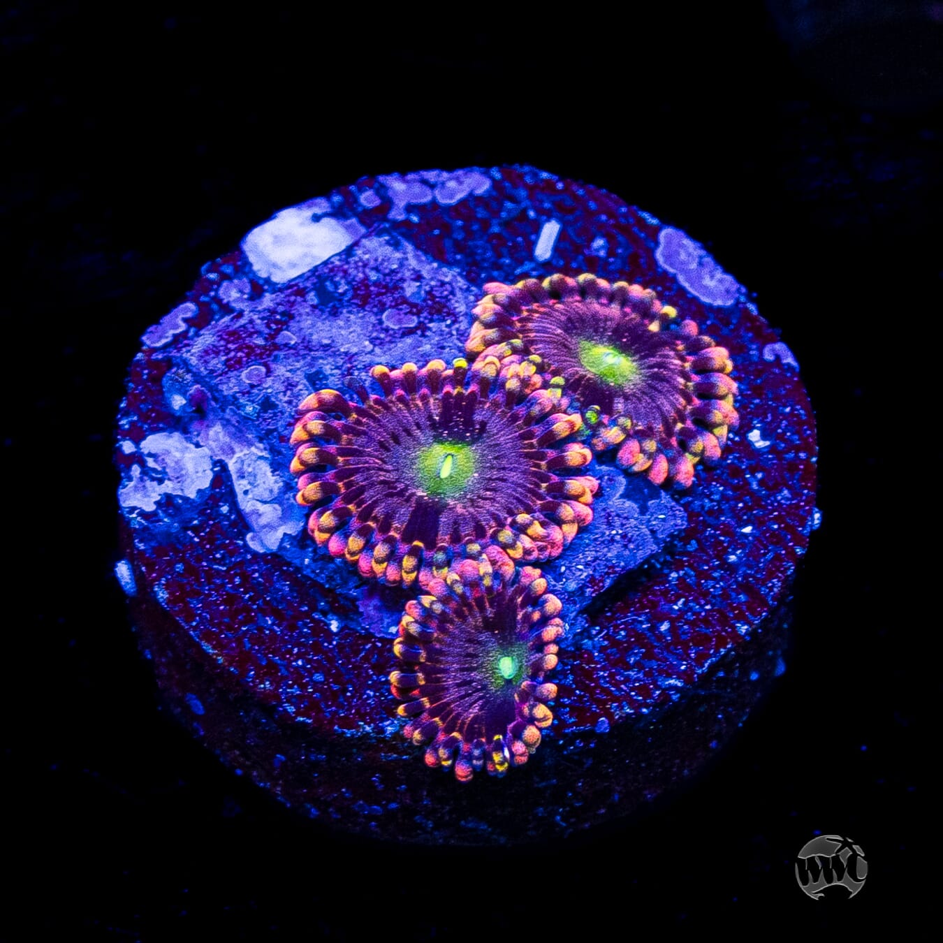 Anti Matter Zoanthids