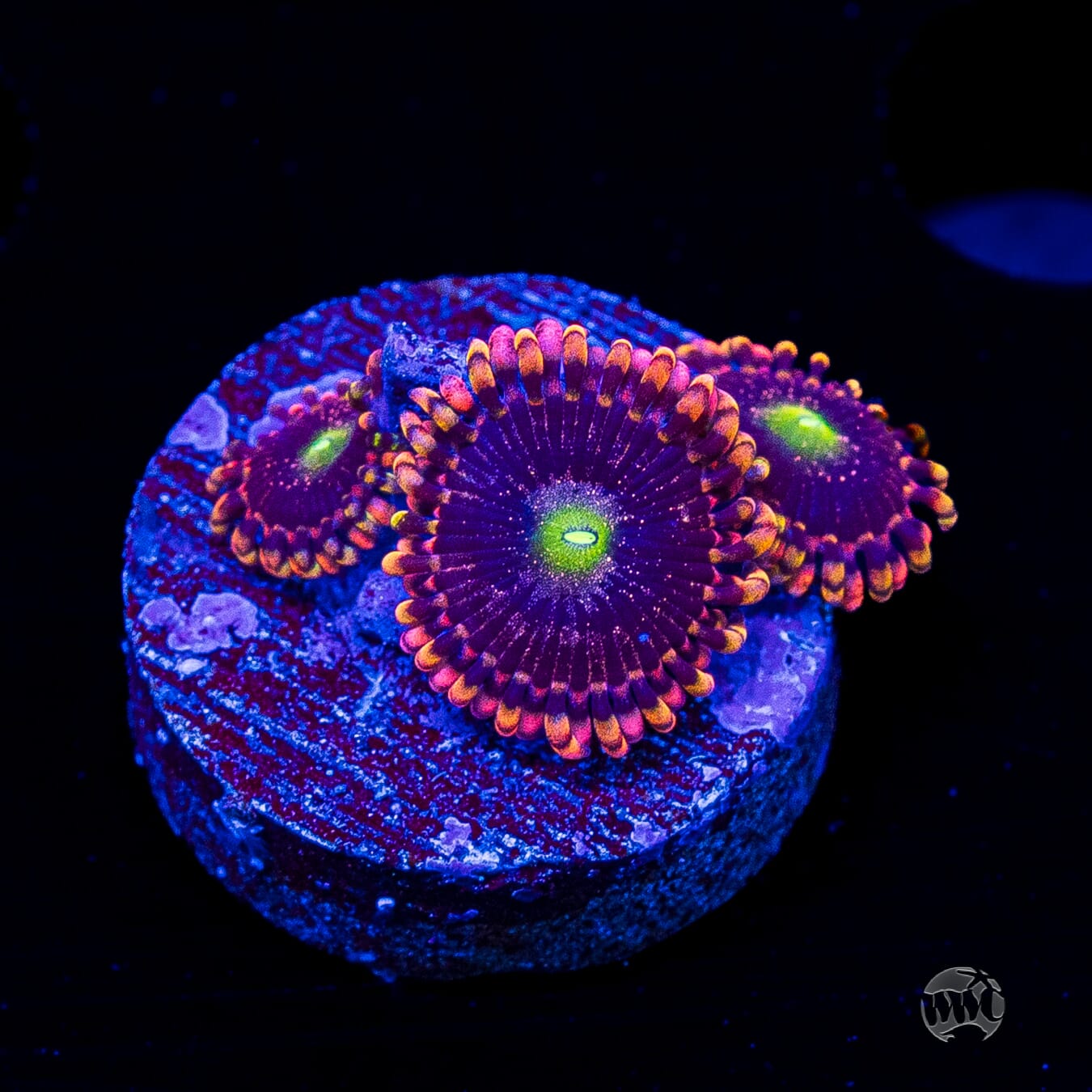 Anti Matter Zoanthids
