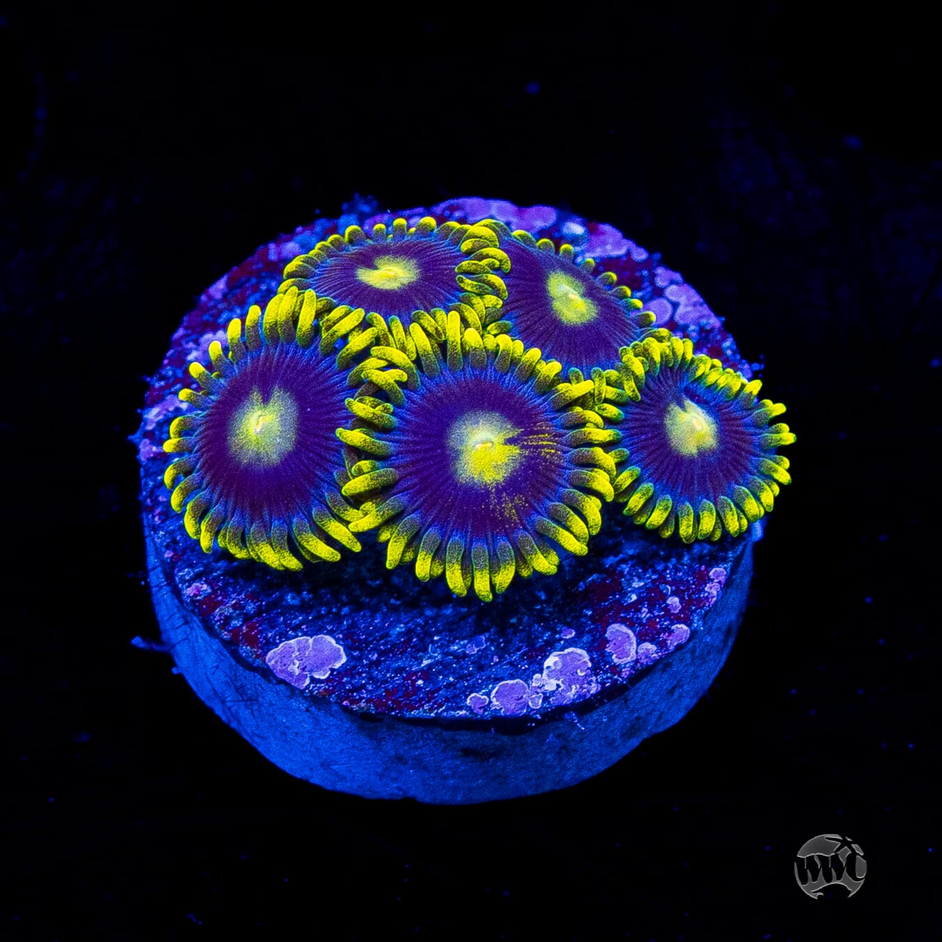 WWC Sunbeam Shuriken Zoanthids