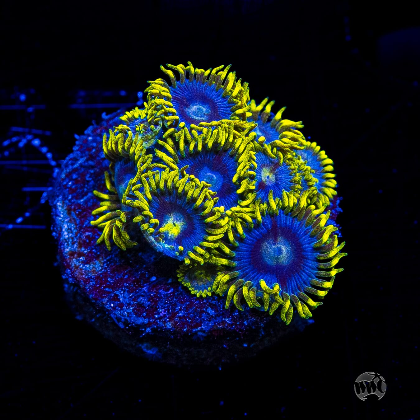 WWC Sunbeam Shuriken Zoanthids