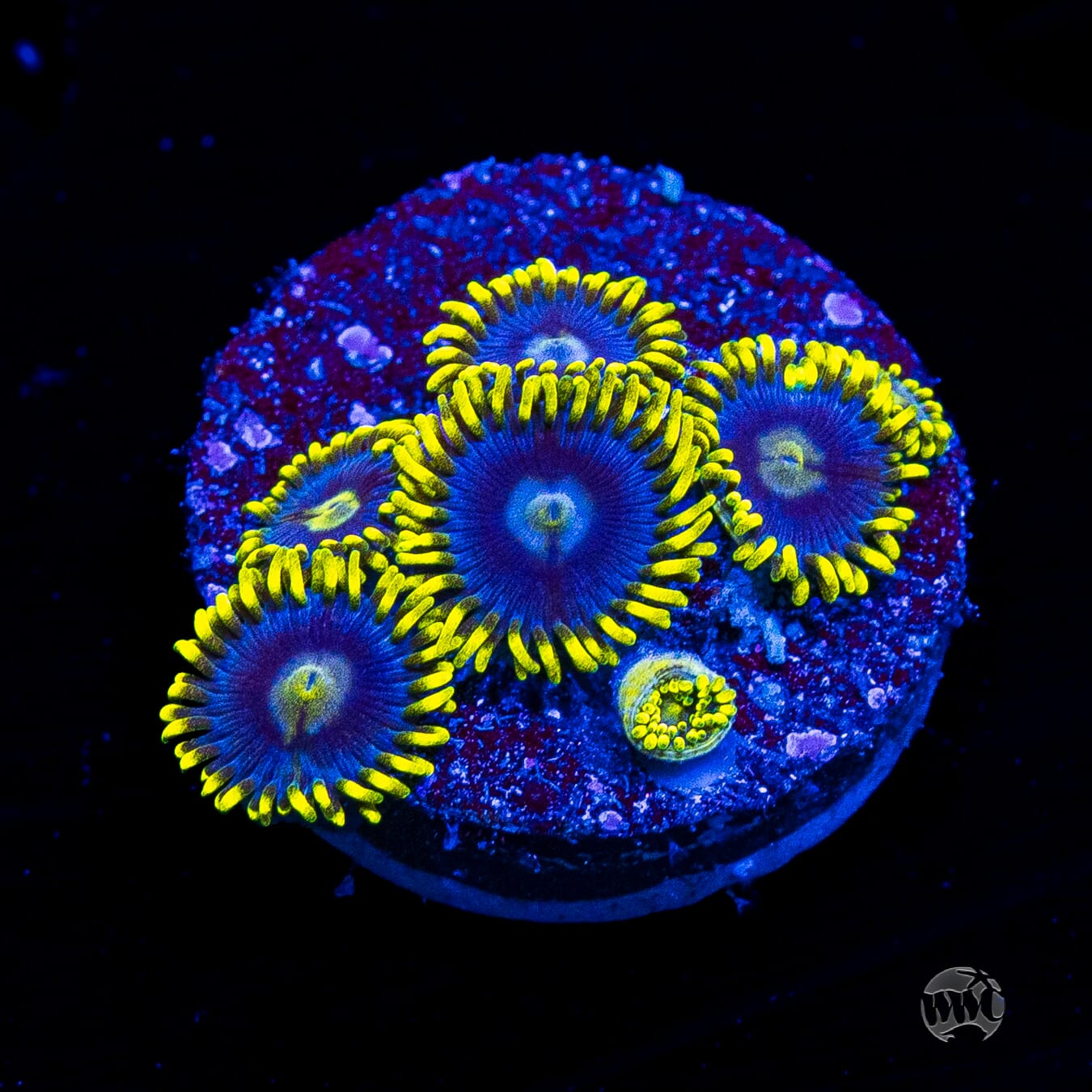 WWC Sunbeam Shuriken Zoanthids