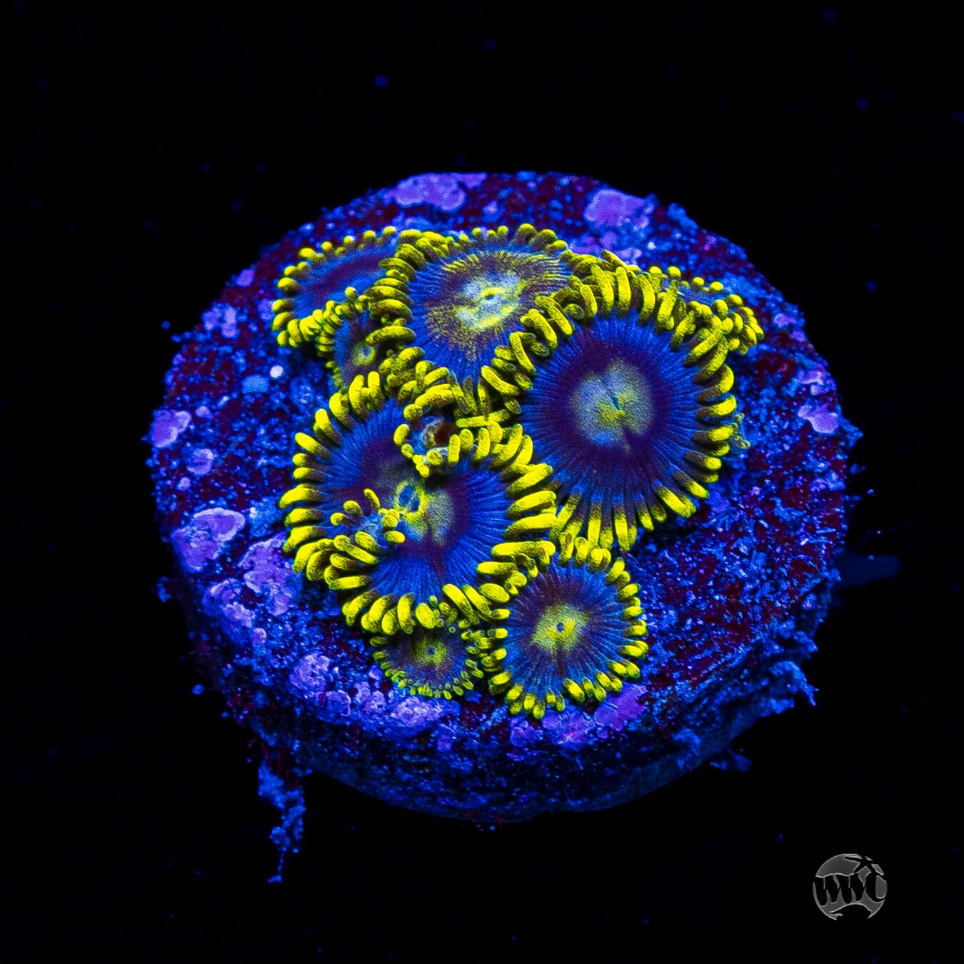 WWC Sunbeam Shuriken Zoanthids