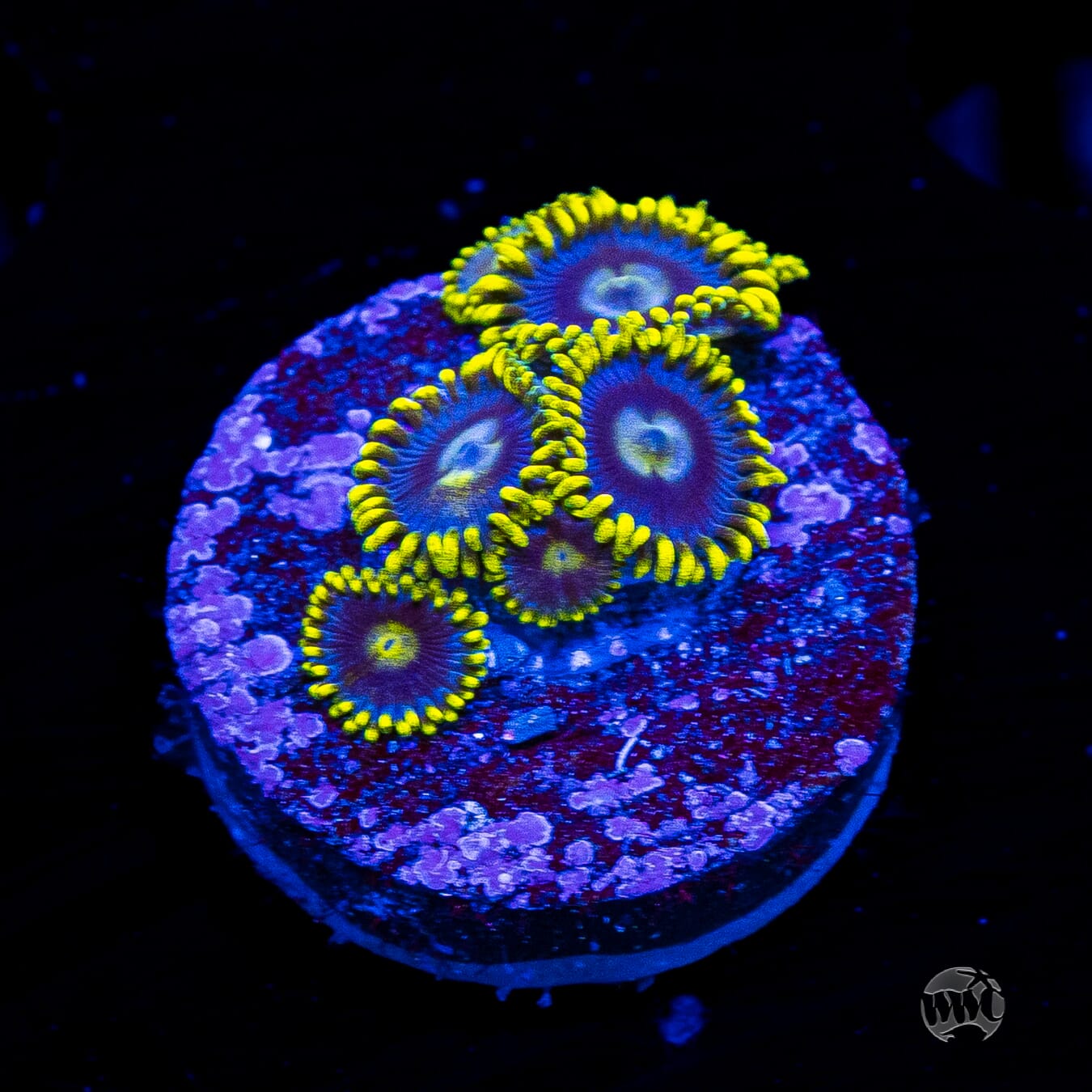 WWC Sunbeam Shuriken Zoanthids
