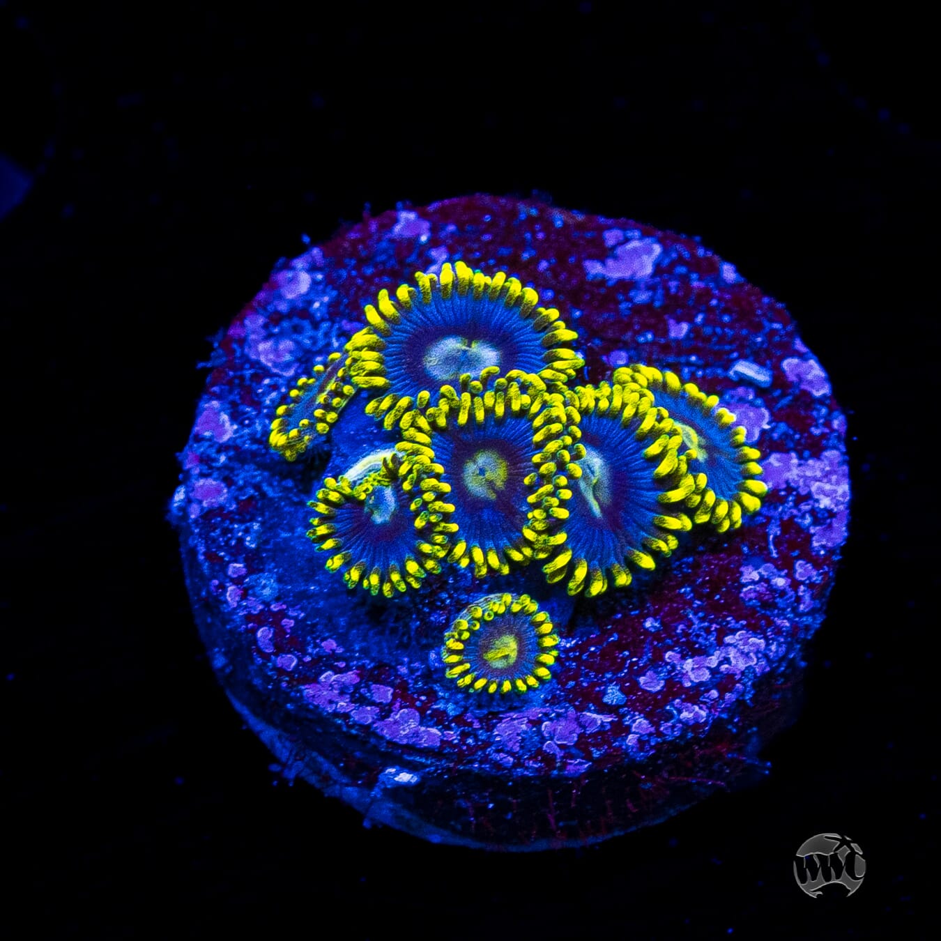WWC Sunbeam Shuriken Zoanthids