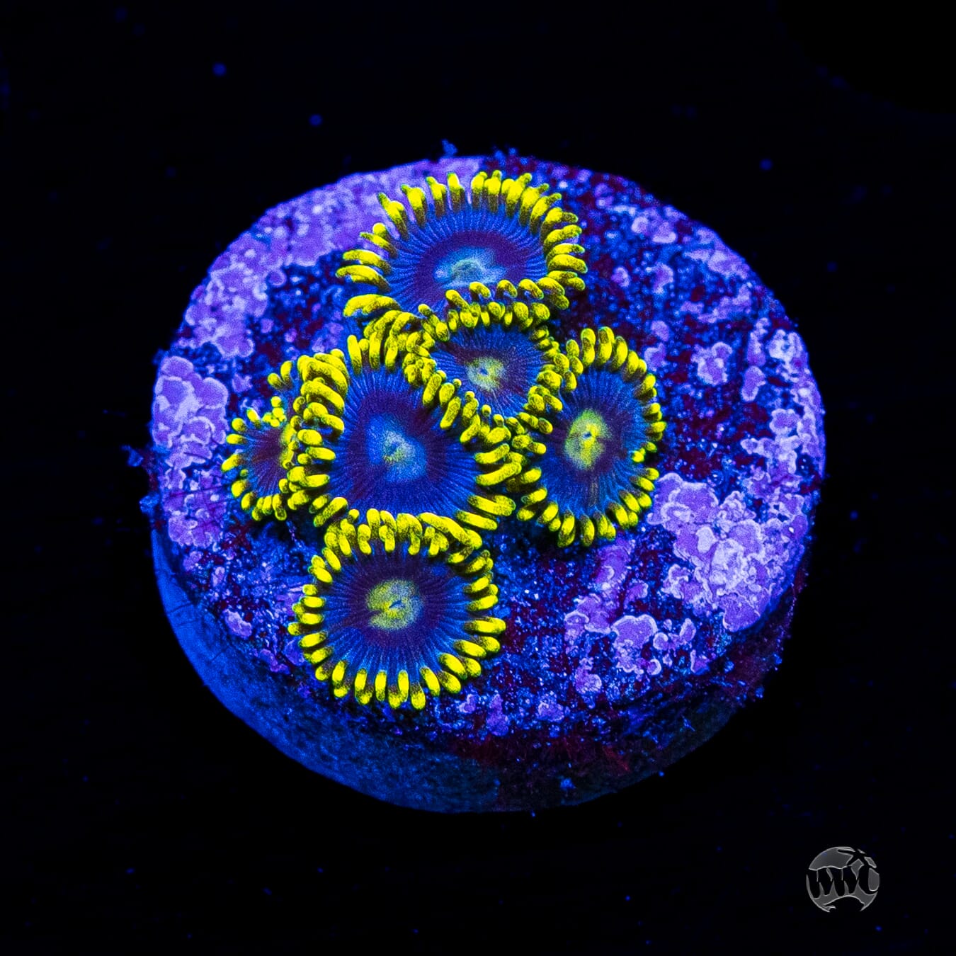 WWC Sunbeam Shuriken Zoanthids
