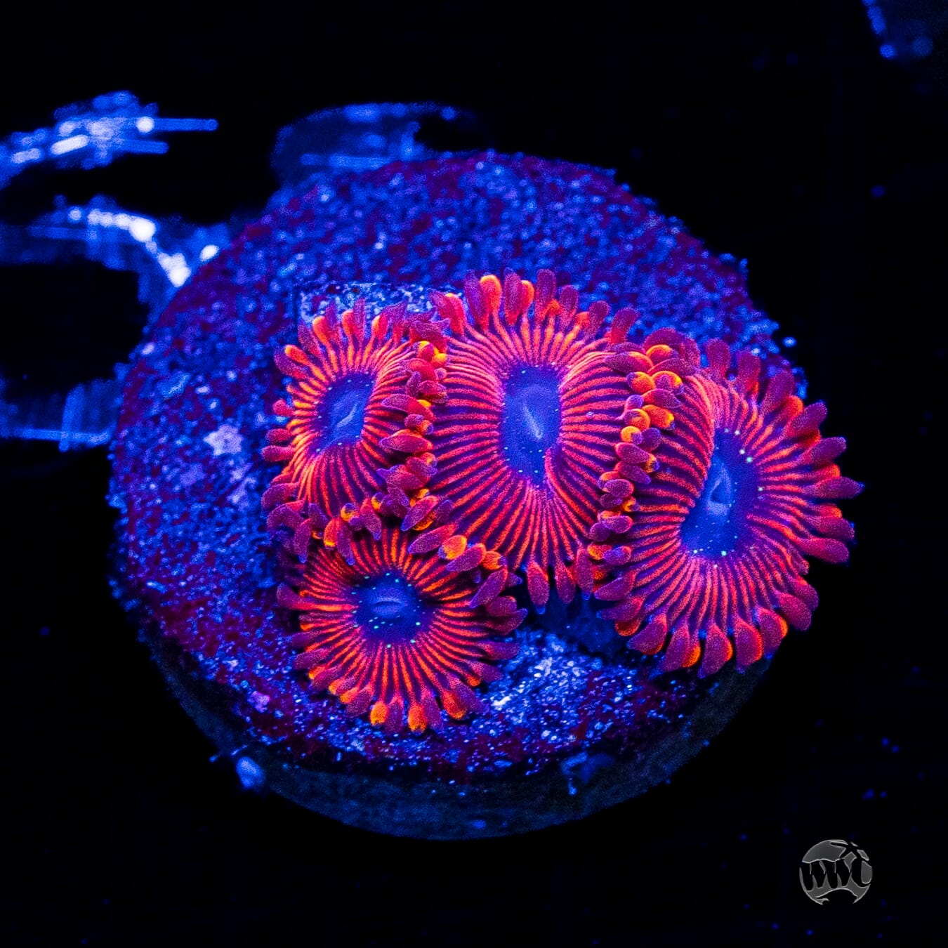 WWC Scarlet Wizard Zoanthids