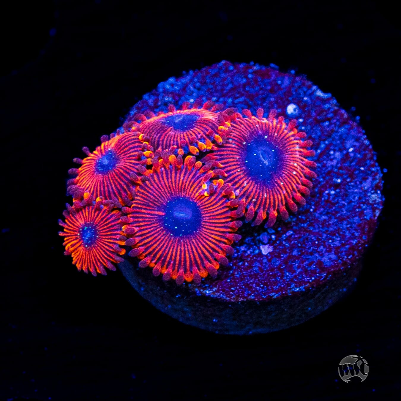 WWC Scarlet Wizard Zoanthids